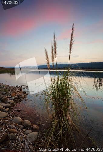 Image of Sunset skies over Penrith Lakes with foreground reeds