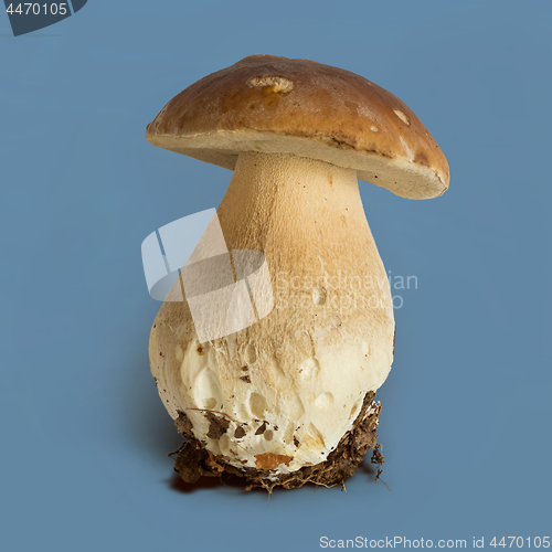 Image of Boletus edulis mushroom 