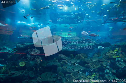 Image of aquarium