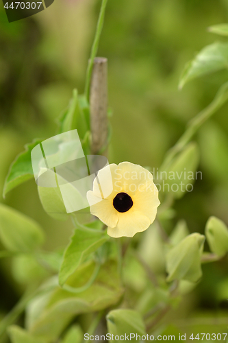 Image of Black-eyed Susan vine