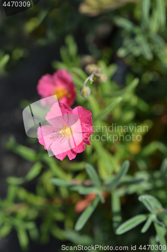 Image of Shrubby Cinquefoil Danny Boy