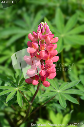 Image of Lupin My Castle