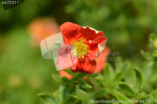 Image of Shrubby Cinquefoil Danny Boy