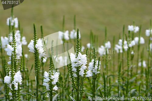 Image of Obedient plant Summer Snow