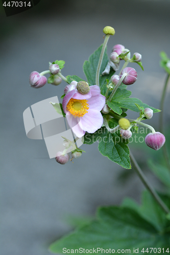 Image of Japanese anemone