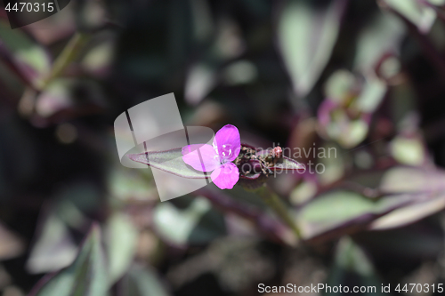 Image of Wandering jew