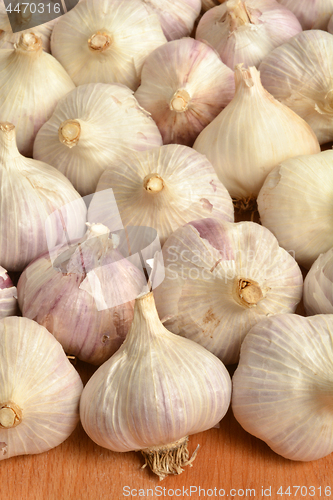 Image of Garlic