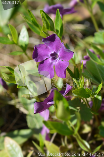 Image of Common periwinkle