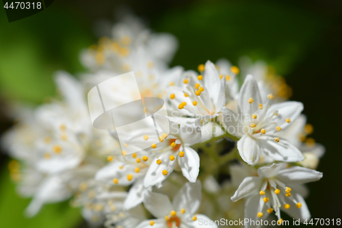 Image of Fuzzy deutzia