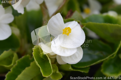 Image of White wax begonia