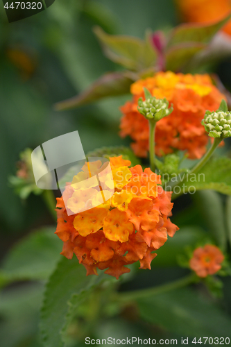 Image of Shrub verbena flower