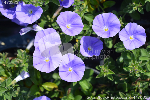 Image of Bindweed Blaue Mauritius