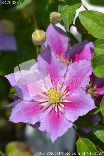 Image of Large-flowered Clematis Piilu