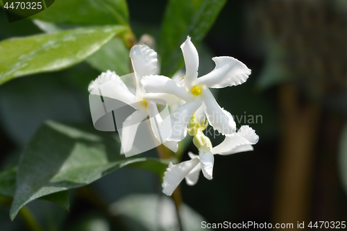 Image of Star jasmine