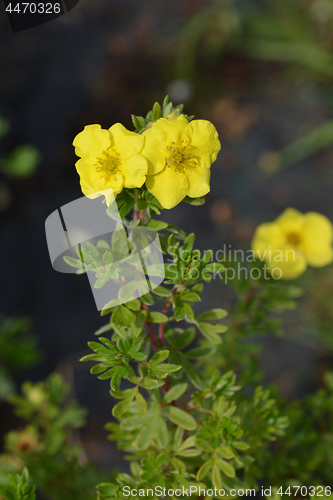 Image of Shrubby Cinquefoil Kobold