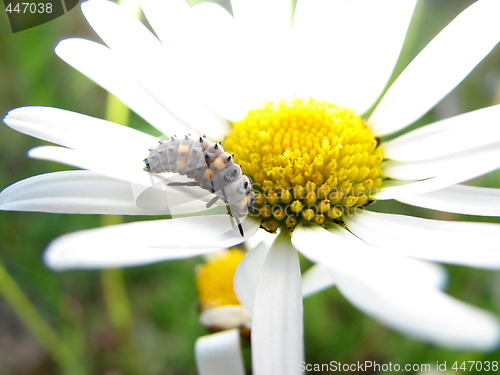 Image of oxeye daisy with caterpillar