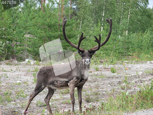 Image of reindeer