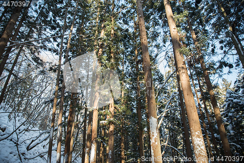 Image of winter forest in japan