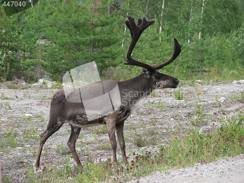 Image of reindeer