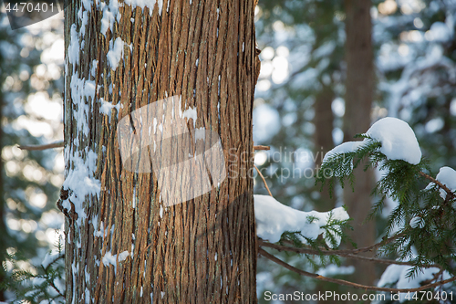 Image of winter forest in japan