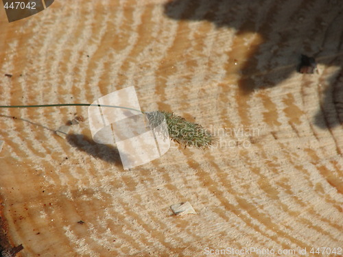 Image of blade of grass on a stump