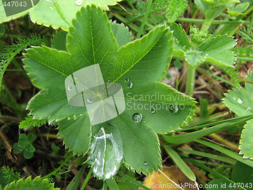Image of lady's mantle with dew drops