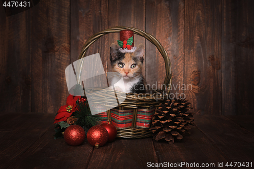 Image of Christmas Themed Calico Kitten Set on Wooden Background