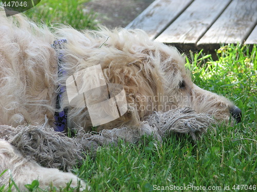 Image of Dog on lawn
