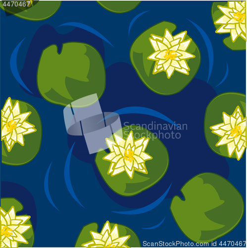 Image of Flower of the water lily in water