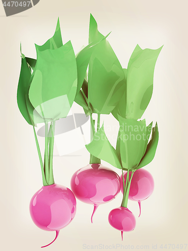Image of Small garden radish isolated on white background. 3d illustratio