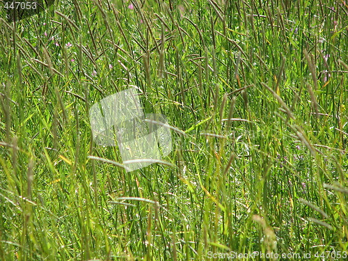 Image of green grass