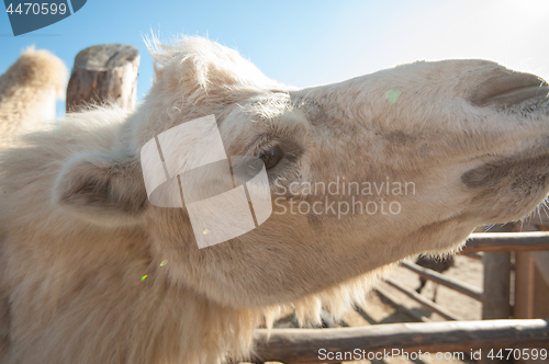 Image of Closeup portrait of the white camel