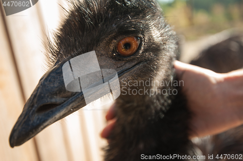 Image of Ostrich and female hands