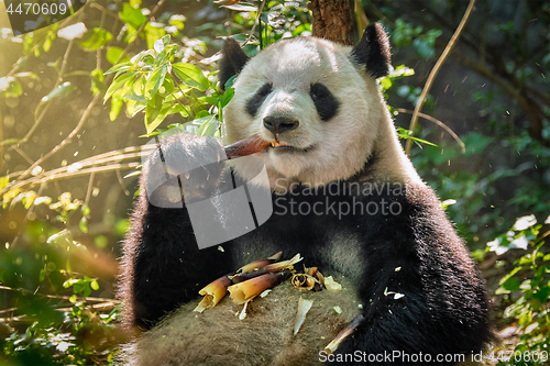 Image of Giant panda bear in China