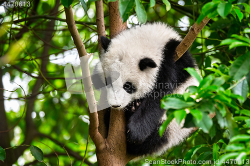 Image of Giant panda bear in China