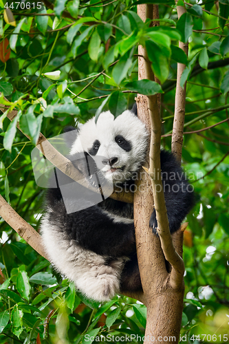 Image of Giant panda bear in China