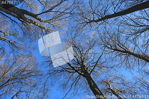 Image of Beech tree forest, view from below, towards the blue sky