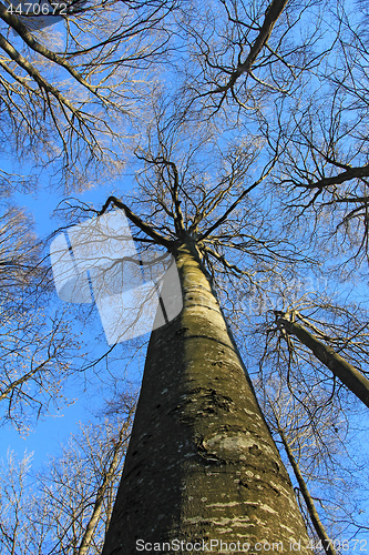 Image of Beech tree forest, view from below, towards the blue sky