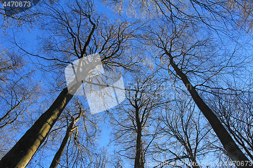 Image of Beech tree forest, view from below, towards the blue sky