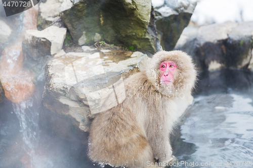 Image of japanese macaque or snow monkey in hot spring