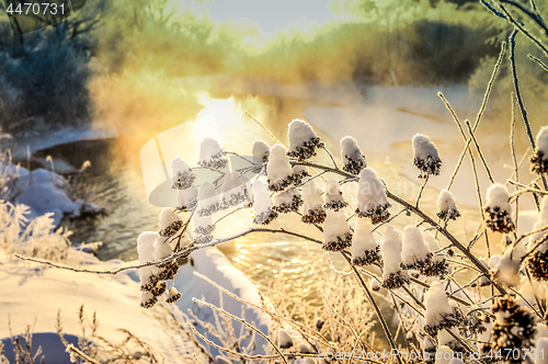 Image of Bush tree in winter snow at sunrise and mist over the water