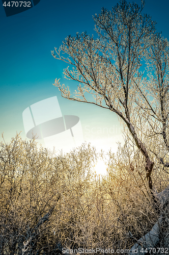 Image of Bright winter landscape with trees in the forest at sunrise