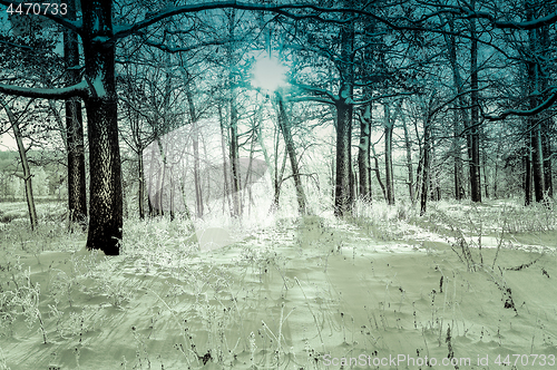 Image of winter landscape in the forest with the morning sun