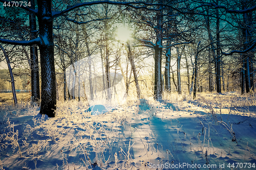 Image of winter landscape in the forest with the morning sun