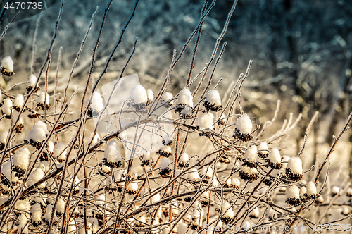 Image of Branches of winter bush in the snow