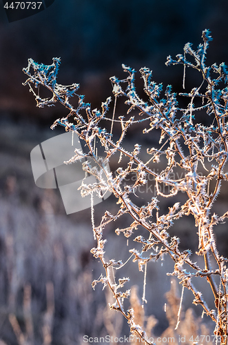 Image of Autumn background with grass and forest covered with frost in th