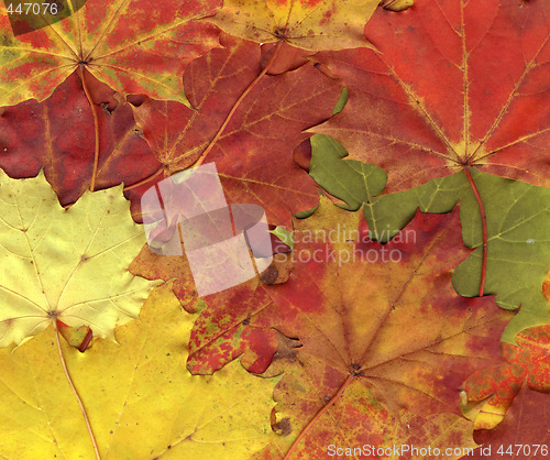 Image of vivid autumnal colors