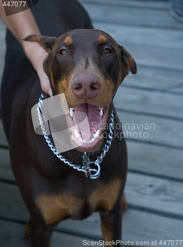 Image of Happy Puppy