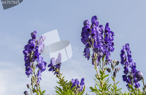 Image of High Altitude Wildflowers