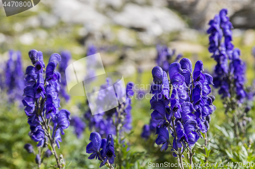 Image of High Altitude Wildflowers